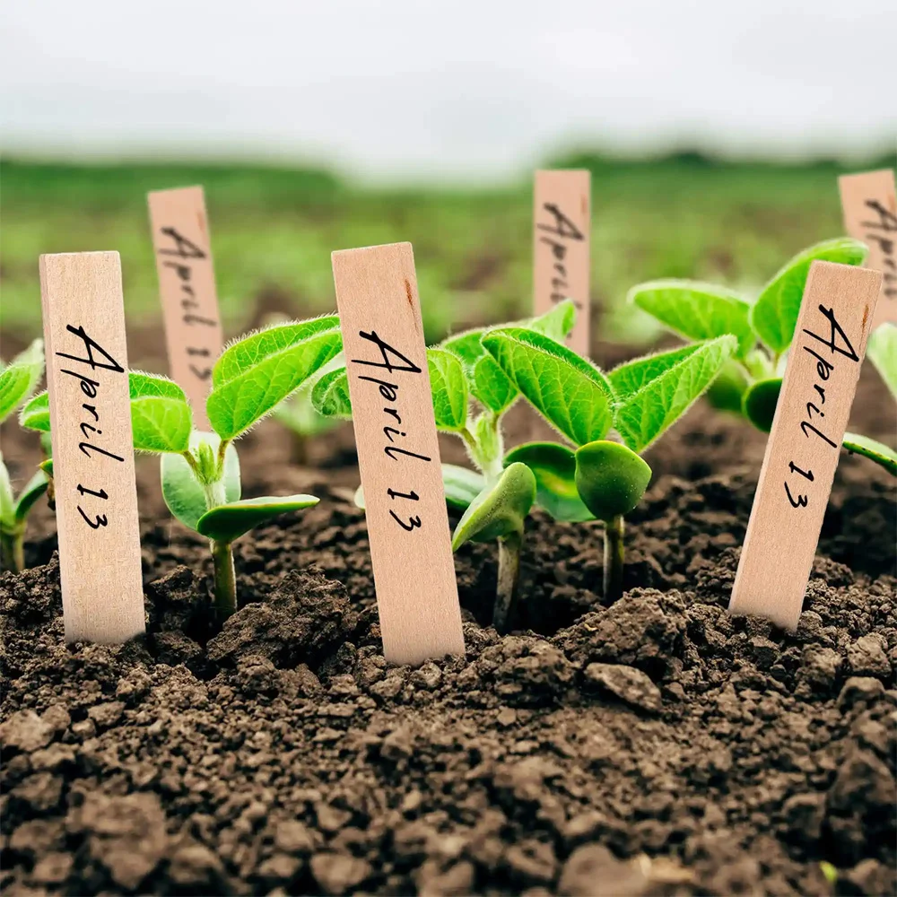 Étiquettes vierges en bois naturel pour plantes de jardin